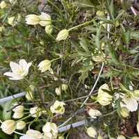 ボロニアの画像