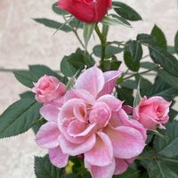 シラー,シラー,ツルニチニチソウ,ツルニチニチソウ,インフィニティローズの画像