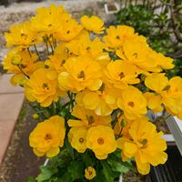 ラナンキュラスラックス　リュキア,ラナンキュラスラックス　ミノアン,ラナンキュラスラックス ムーサ,ラナンキュラスラックス アルテミス,鉢植えの画像