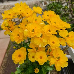 ラナンキュラスラックス　リュキア,ラナンキュラスラックス　ミノアン,ラナンキュラスラックス ムーサ,ラナンキュラスラックス アルテミス,鉢植えの画像