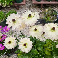 ラナンキュラスラックス ペネロペ,ラナンキュラスラックス アポロン,鉢植え,明るい日陰,プランターの画像