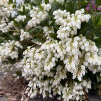 アセビ,庭の花,玄関アプローチ,庭の画像