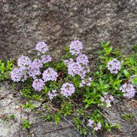タイム,庭の花,小さな庭,玄関アプローチ,庭の画像