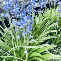 松葉菊,スパニッシュブルーベル,スパニッシュ・ブルーベル,スパニッシュ・ブルーベル,シラー・カンパニューラータの画像