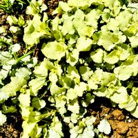 ラミウム,ハーブ　タイムの画像