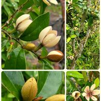 カラタネオガタマ,カラタネオガタマ,コガクウツギ,コガクウツギ,ムベの画像