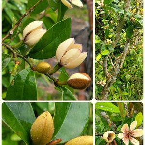 カラタネオガタマ,カラタネオガタマ,コガクウツギ,コガクウツギ,ムベの画像