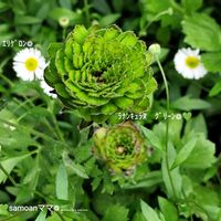 エリゲロン,黄もっこうばら,ラナンキュラス　グリーン,花のある暮らし,植物のある暮らしの画像
