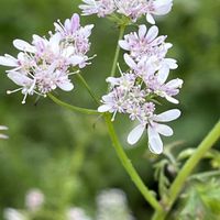 ルッコラ,野菜,コリアンダー,一年草,セリ科の画像