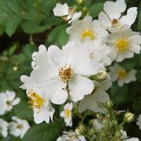 ノイバラ,野草,畑のお手伝いの画像