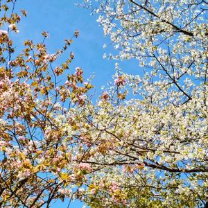 春の花,山桜,ヤマザクラ,桜,白い花の画像