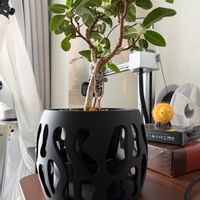 フランスゴムの木,フランスゴムの木,フィカス・ルビキノーサ,3Dプリンター,部屋の画像