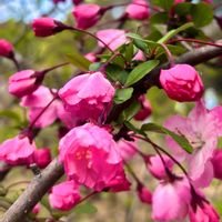 チューリップ,ネモフィラ,ネモフィラ,丁字草,ハナカイドウの画像