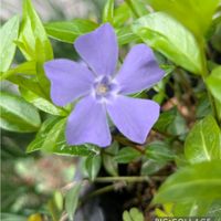 ツルニチニチソウ,安曇野,信州大好き⛰️,紫の花,今日の花の画像