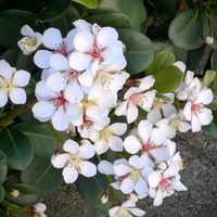 サクランボ,シャリンバイ,ピラカンサ,ヨウラクツツアナナス,ミッキーマウスノキの画像