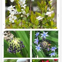 フクシア,リキュウバイ,オオツルボ,今日のお花,金曜日の蕾たちの画像