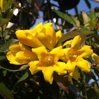 エビネ,エビネ,ガーベラ,ガーベラ,カロライナジャスミンの画像