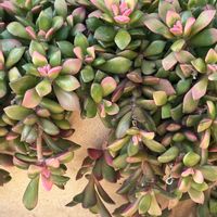 桜吹雪,夕映え,多肉植物 寄せ植え,桜吹雪 アナカンプセロス,アエオニウム 夕映えの画像