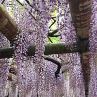 フジ,フィカス　ウンベラータ,ノダフジ,西条市禎祥寺,２０２０年５月同期の画像