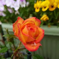 アジサイ,シラン,山紫陽花,サラサドウダン,ミ二バラの画像