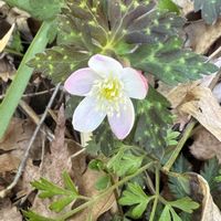 ニリンソウ,ニリンソウ,自生,スプリングエフェメラル,開田高原の画像