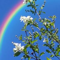 キングサリ,キングサリ,タイリントキソウ,タイリントキソウ,タツナミソウの画像