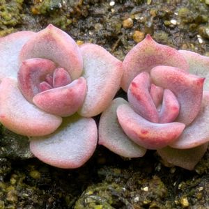 多肉植物,葉挿し,多肉寄せ植え,実生苗,葉挿しっ子の画像