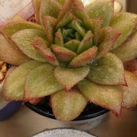 多肉紅葉,トロピカルガーデン苗,北海道多肉,北国サンルームの画像