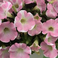 サフィニア,ありがとう♡,サフィニアももいろハート,放ったらかし隊,めんこ〜い(｡•ᴗ•｡)♡の画像