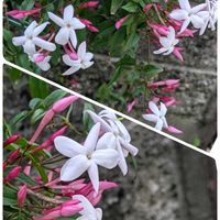 クンシラン,クンシラン,ハゴロモジャスミン,ハゴロモジャスミン,ヤグルマギクの画像