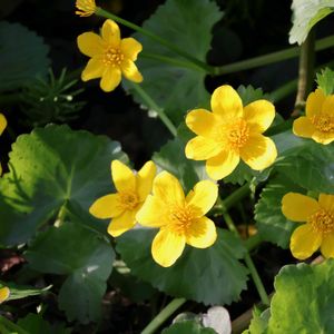 リュウキンカ,山野草,野草,植栽の画像