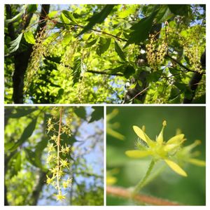 イロハモミジ,イロハモミジ,ウリカエデ,ハウチカエデ,ミツデカエデの花の画像