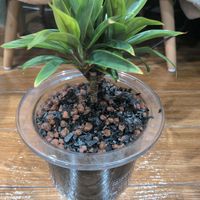 コルジリネの画像