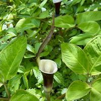 セリバオウレン,ウラシマソウ,ムサシアブミ,ユキモチソウ,カンアオイの画像