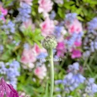 コーンフラワー,ツツジ,ヤグルマギク,矢車菊(やぐるまぎく),つぼみの画像