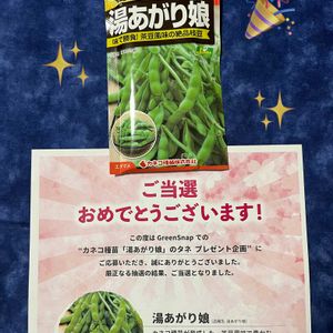キュウリ,ミニ大根,湯あがり娘,プランター野菜,プレゼント企画の画像