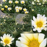 ガザニア,ツツジ,ネメシア,ビオラ,オトメギキョウの画像