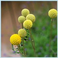 オキザリス,ピエールドゥロンサール,葉牡丹の花,マンジェリコン(ハーブ),繋がりに感謝✨の画像