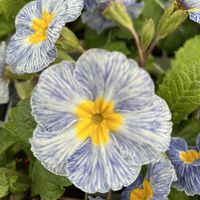 プリムラ,青い花,今日も元気で,今日も笑顔で♡,花を通じて愛と平和をの画像