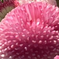 デージー,今日も元気で,今日も笑顔で♡,花を通じて愛と平和を,ほら、綺麗な花でしょ！の画像