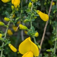 エニシダの画像