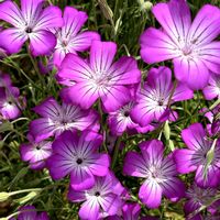 アグロステンマ,ムギナデシコ,風に揺れる花,チーム・ブルー,青い春の花マニアの画像