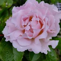 癒し,アロマ,ハーブのある暮らし,ネコと植物,春のお花の画像