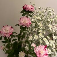 アスター,カスミソウ,プルメリア,アスター(エゾギク),お花が咲くのが楽しみ！の画像