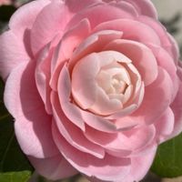 カタバミ,竹林の小径,オトメツバキ(乙女椿),武蔵野湧水の画像