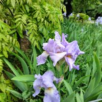 アマリリス,ハマナス,イチョウ,ドイツアヤメの画像