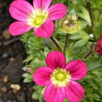 クモマグサ,クモマグサ,散歩,ピンクの花,花散歩の画像