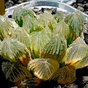 厚葉ノリピア錦,ハオルチア属,多肉ちゃん,ボタニカルライフ,ベランダーの画像