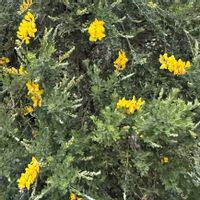 エニシダの画像