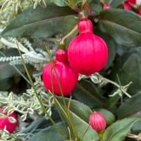 フクシア,バレリーナ,赤い蕾,金曜日の蕾たちの画像